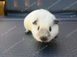 Female guinea pigs &pound;50 pair