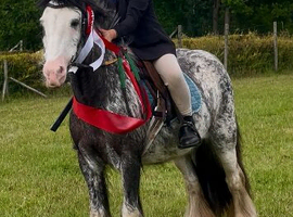 13h first pony,