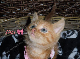 6 beautiful kittens looking for their forever homes