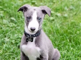 Want a to rehome a whippet