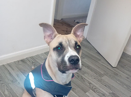 Bullpei