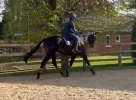 Broodmare
