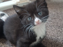 kittens