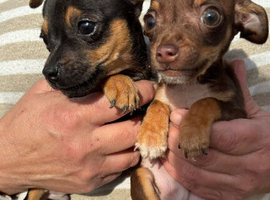 Jackawawa puppy&rsquo;s