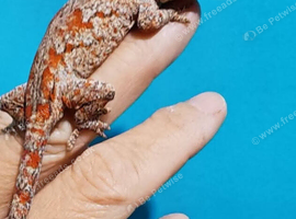 Gargoyles geckos
