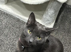 Goregeous russian blue female for sale