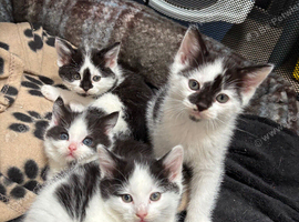 3 kittens for sale