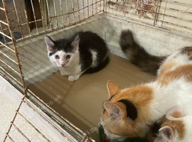 Farm kittens for sale