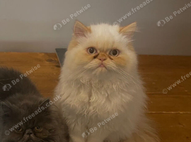 Persian females 2 years old