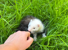 Half angora female