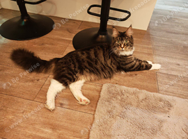 Maincoon stud