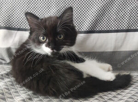 3 kittens - 10 weeks