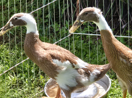 Indian runners