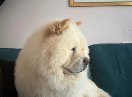 4 year old Chow Chow