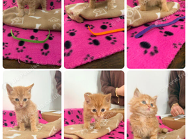 6 all ginger kittens for sale