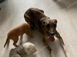 Ready now - Blue Merle Collie X Lurcher puppies