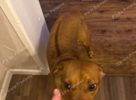 Need a forever home