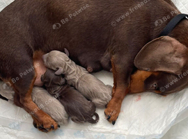 MINIATURE DACHSHUND PUPPIES FOR SALE
