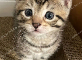 Tabby kitten