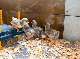 Chocolate cuckoo Orpington Chicks