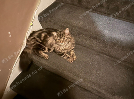 Kittens &pound;80
