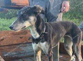 Saluki collie greyhound