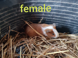Baby Guinea pigs