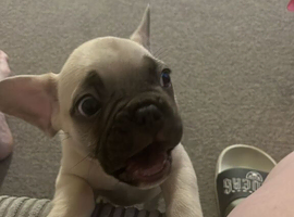 10 week old male Frenchbulldog