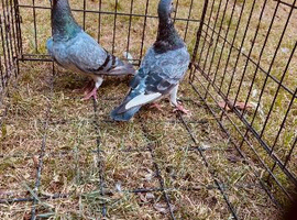 Racing pigeons