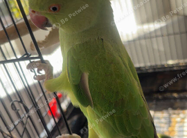 Young female Indian ringneck parakeet for sale