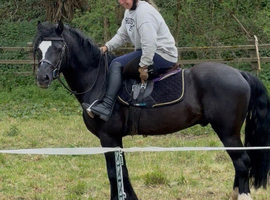 WILLETTS BLACK MAGIC 14hh - Welsh C
