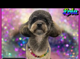 Poochon f2