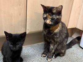 Kittens for sale