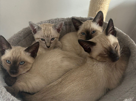 Social & Affectionate Siamese Kittens