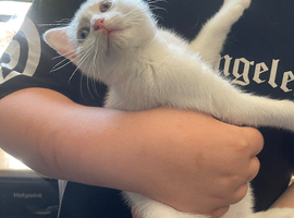 Gorgeous boy