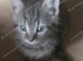 4 beautiful maincoon bengal kittens 12 weeks old 2 girls 2boys