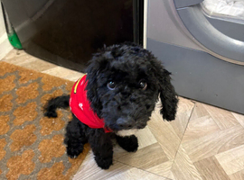 11 month old male cockapoo