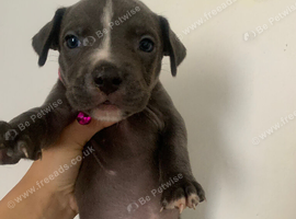 amstaff puppies
