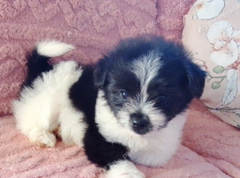 Pomeranian puppy - 3 months old