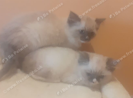 Ragdoll kittens