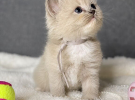 Beautiful blue point and mink ragdolls