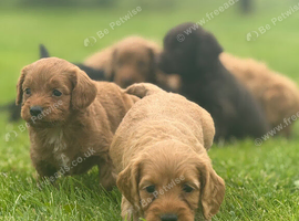 Cockapoo Puppies