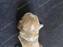 Cocker Spaniel Puppies