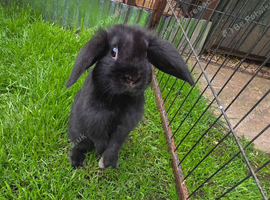 Female mini lop with hutch