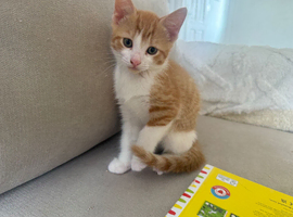 3 ginger males ready for their new home