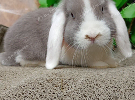 Mini lop