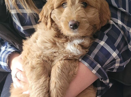 Goldendoodle girl F1, beautiful ready now