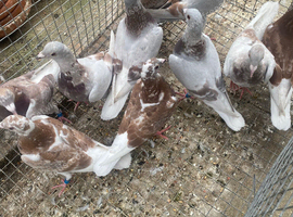 Bricoux pigeons