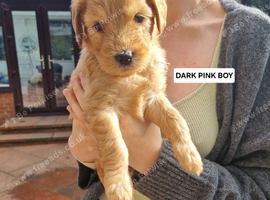 LAST REMAINING F2b Goldendoodle puppies