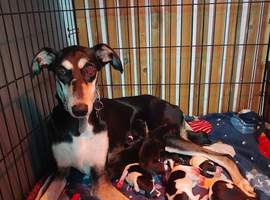 Whippet x Lurcher Puppies